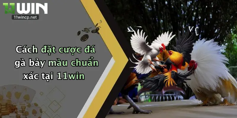 Đá Gà Bảy Màu: Tham Gia Đấu Trường 11Win Rinh Thưởng Cực Đã 3 Cách đặt cược đá gà bảy màu chuẩn xác tại 11win